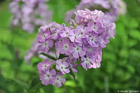 Флоксы селекция