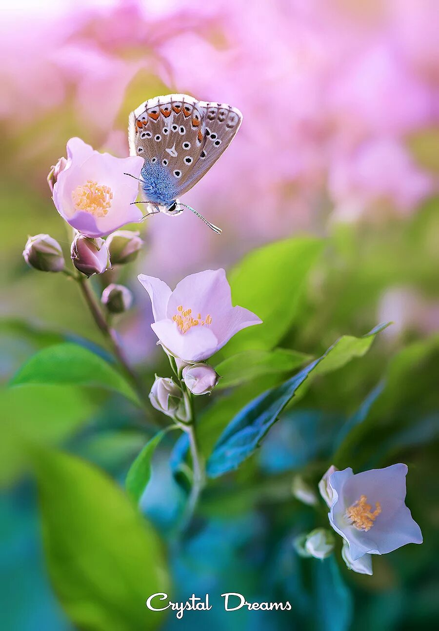 Добрые картинки на телефон. Нежные цвета. Нежный цветок. Нежные весенние цветы. Бабочка на цветке.