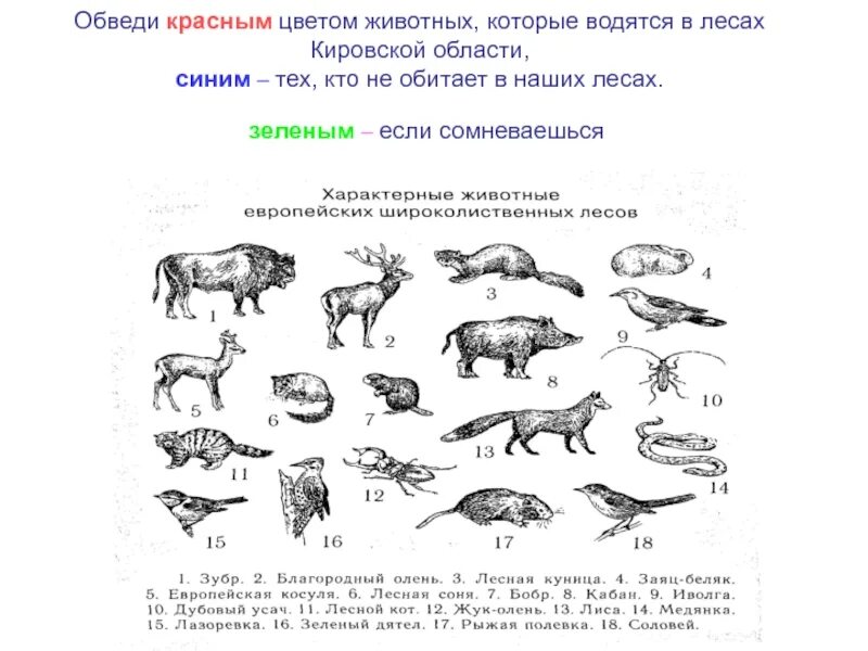 Отметьте животных. Животные леса таблица. животных которые водятся в лесу без позвоночника. три примера из группы зверей леса. найди и отметь только обитателей леса.