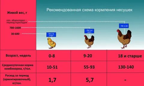 Сколько надо кормить цыплят стартом