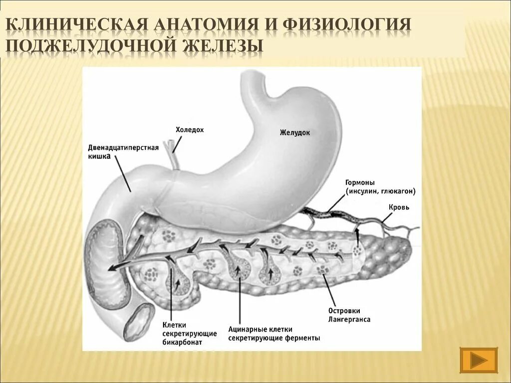 Структурные изменения поджелудочной железы. Строение желудка и поджелудочной железы. Строение головки поджелудочной железы. Структура строение поджелудочной железы. Строение поджелудочной железы анатомия.