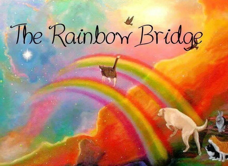 Rainbow 3 animals