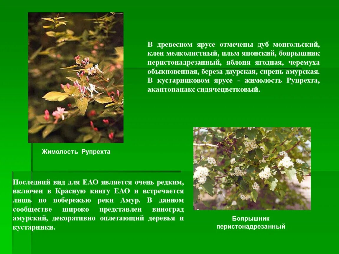 Боярышник ярус. Боярышник ярус. Боярышник ярус. Боярышник ярус. Боярышник шиповник различия.
