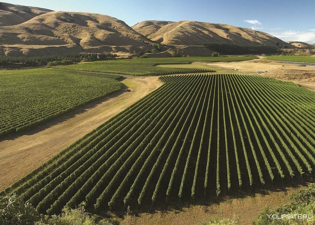 Виноградные плантации новая зеландия. Сельское хозяйство австралии овцеводство. Новая зеландия экономика. Особенности хозяйства новой зеландии. Новая зеландия овцеводство.
