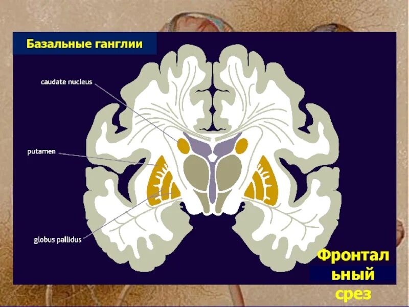 Базальные ганглии мозга. Базальные ганглии и Стриопаллидарная система. Базальные ядра на кт. Базальные ганглии анатомия мрт. Схема стриопаллидарной системы.