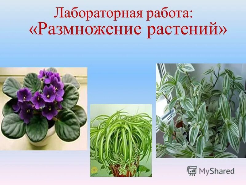 лабораторная работа вегетативное размножение комнатных растений. лабораторная по биологии 6 класс черенкование комнатных растений. лабораторная работа вегетативные растения. вегетативное черенкование комнатных растений. лаб раб вегетативное размножение комнатных растений.