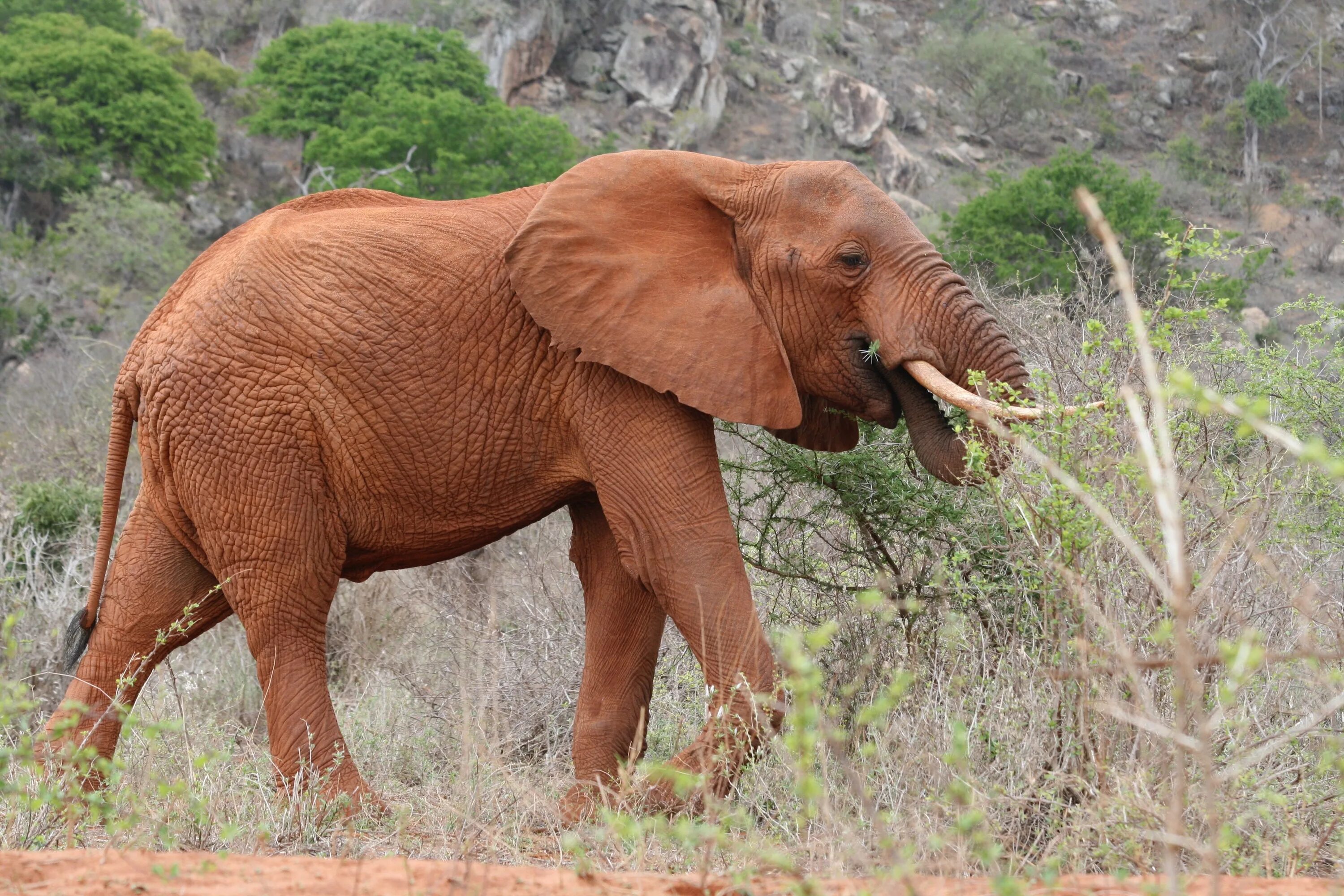 Какого цвета кожа слонов. Коричневый слон. Красный слон. Кенийский слон. Коричневые слоны.