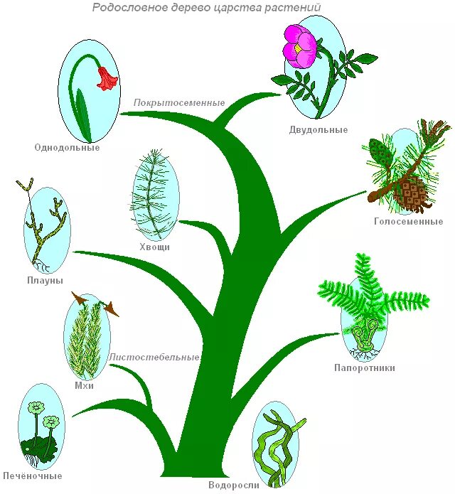 Усложнение организации покрытосеменных. Эволюция покрытосеменных растений схема. Филогенетическое дерево покрытосеменных. Эволюционное Древо растений схема. Схема эволюции покрытосеменных.