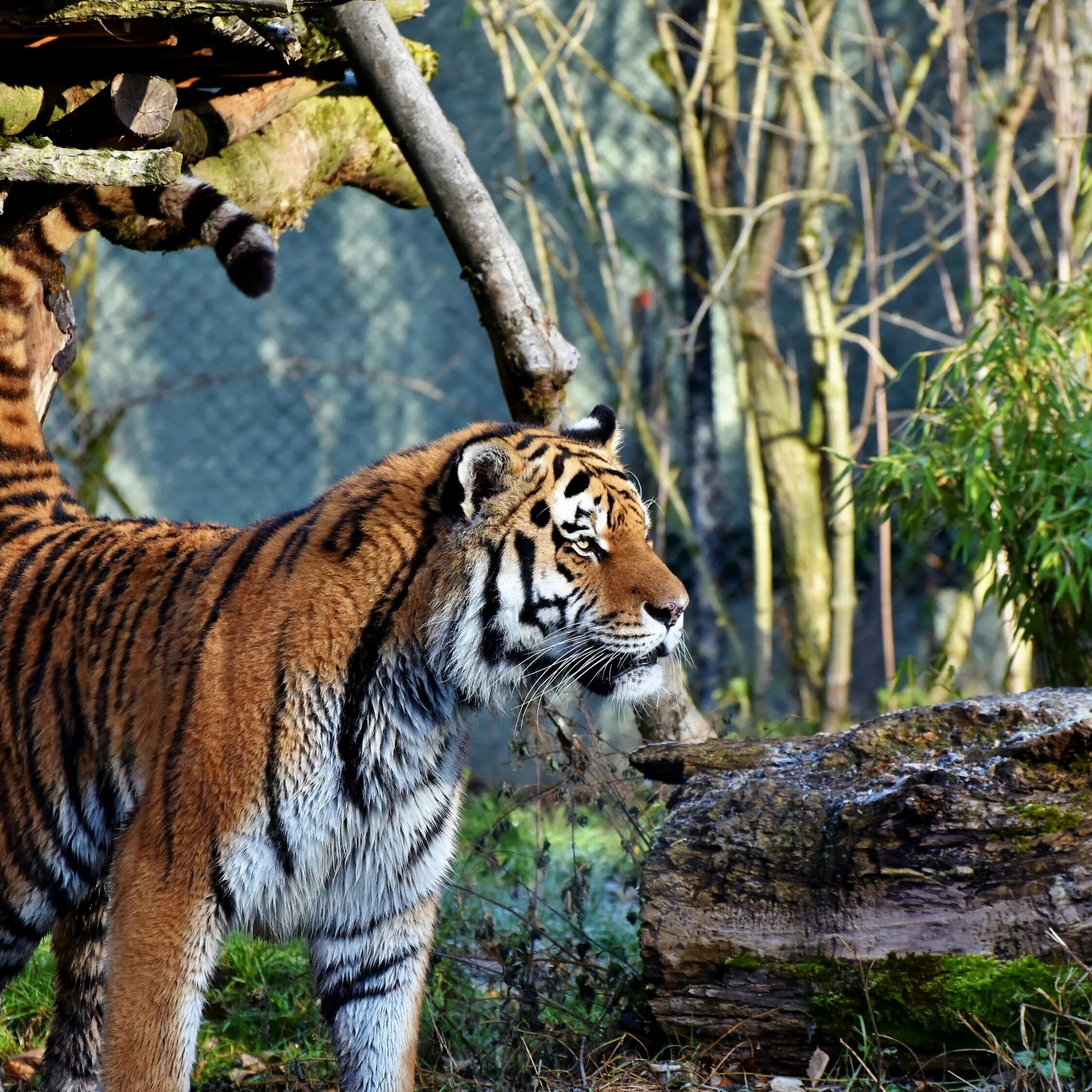 дальневосточный уссурийский тигр. тигры природная. кедровая падь амурский тигр. амурский тигр фото. уссурийский заповедник амурский тигр.