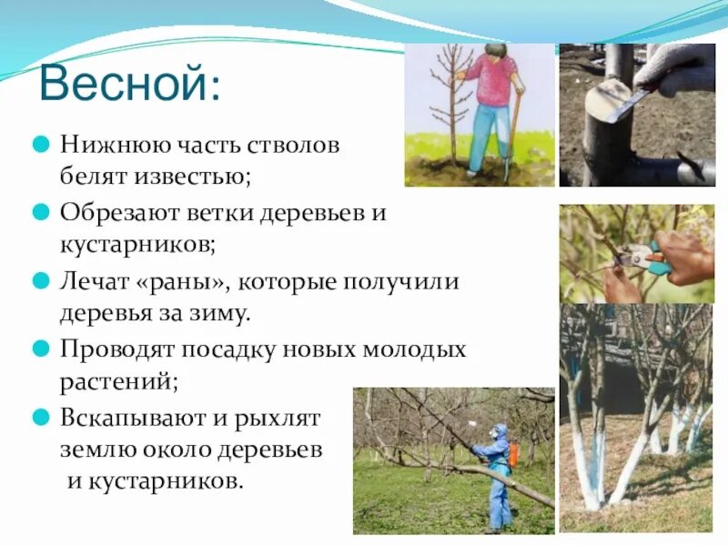 Садоводы подрезают ветви и белят стволы деревьев. Деревья известью белить. зачем весной белят стволы деревьев. побелка деревьев весной известью.