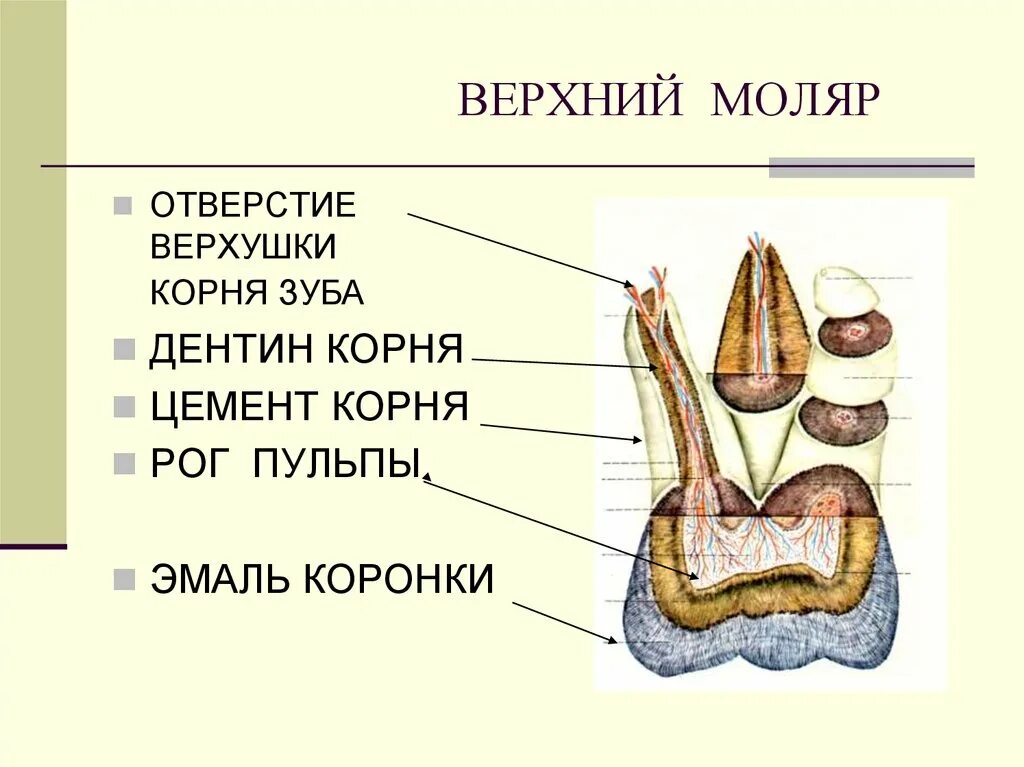 Строение зуба верхний моляр. Строение зуба отверстие верхушки. Отверстие верхушки корня зуба.