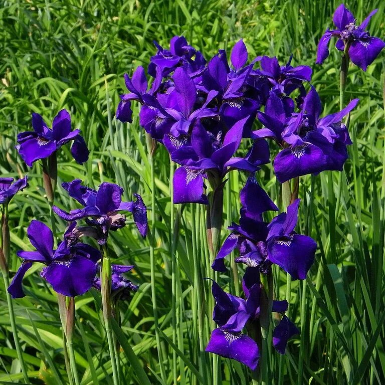 Ирис флеминг виктори. Олива ирис нарцисс. Ирис пример. Ирис германский бест бэт. Ирис бородатый бест бет.