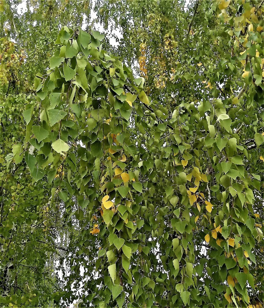 Аллея серебристых тополей глава 108. Тополь серебристый бонсай. Тополиная аллея челябинск лето. Аллея серебристых тополей глава 108. Тополь осенью в городе.