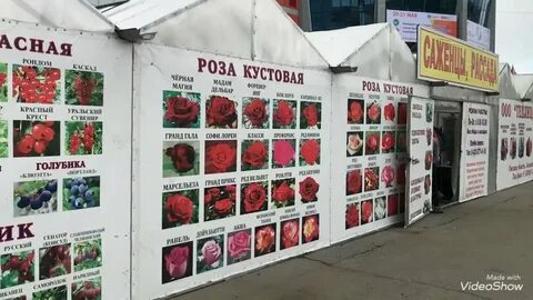 Питомник сосновка