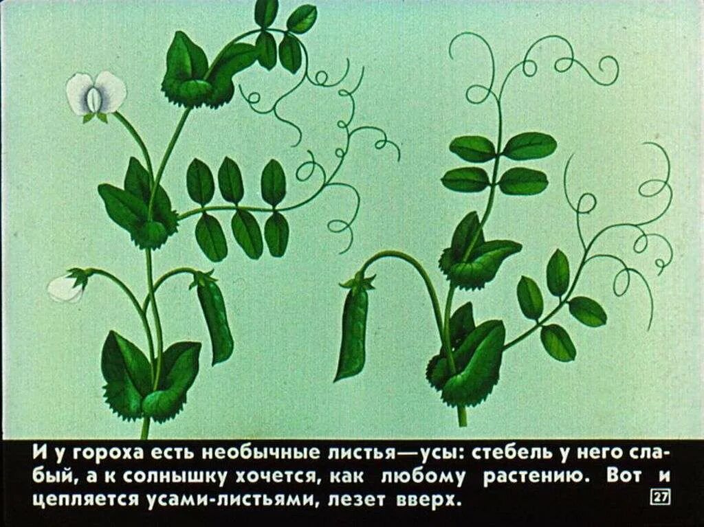 Горох тип листьев. Лист гороха. виды листьев гороха. стебель гороха. формы листьев гороха.