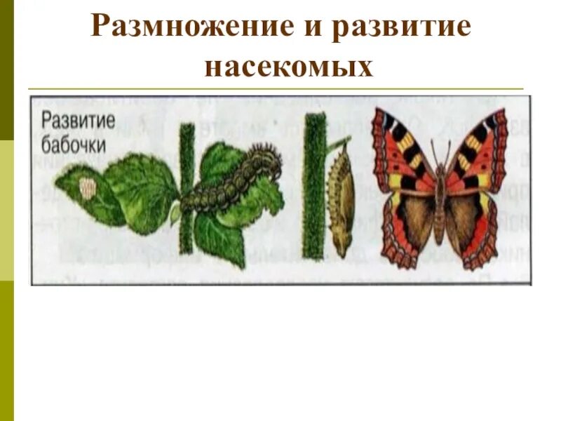 Картинки развитие животных. Модель развития насекомых 3 класс. размножение и развитие насекомых. цепь развития насекомых. размножение насекомых схема.