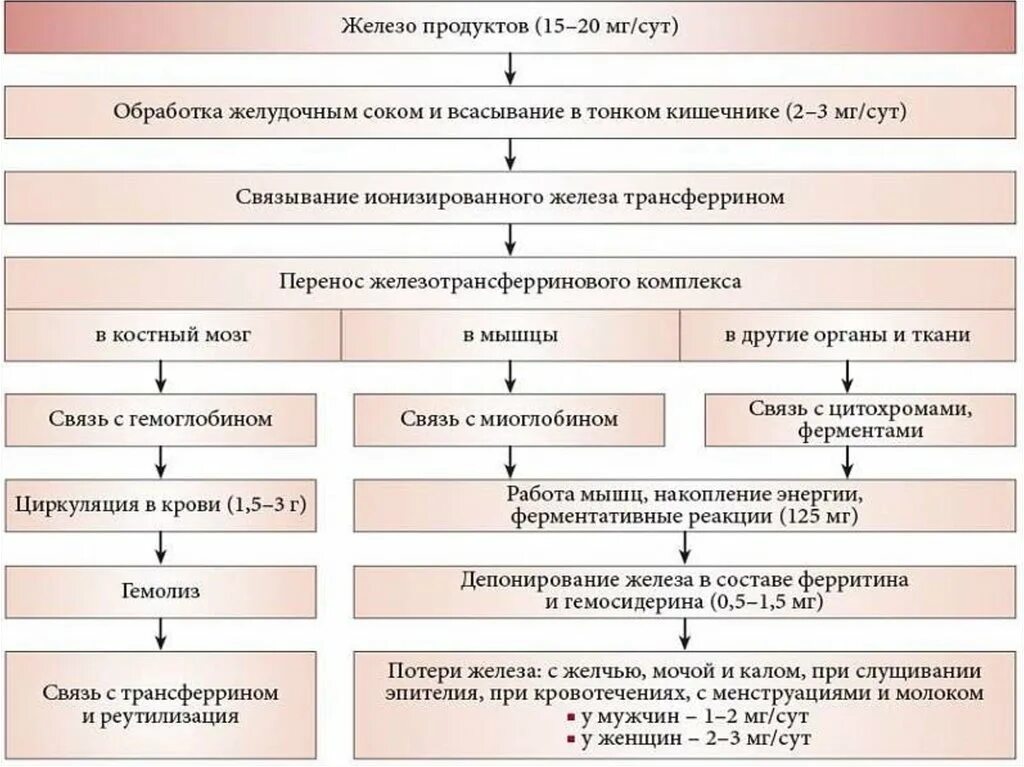 Обмен железа в печени. Обмен железа в организме патофизиология. Схема обмена железа в организме патофизиология. Метаболизм железа схема. Этапы метаболизма железа в организме биохимия.