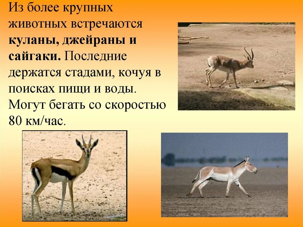 Животные пустыни. Сайгак обитает в пустыне. Джейран в пустыне. Доклад о животных из пустыни. Какие отношения складываются между ежовником и джейраном