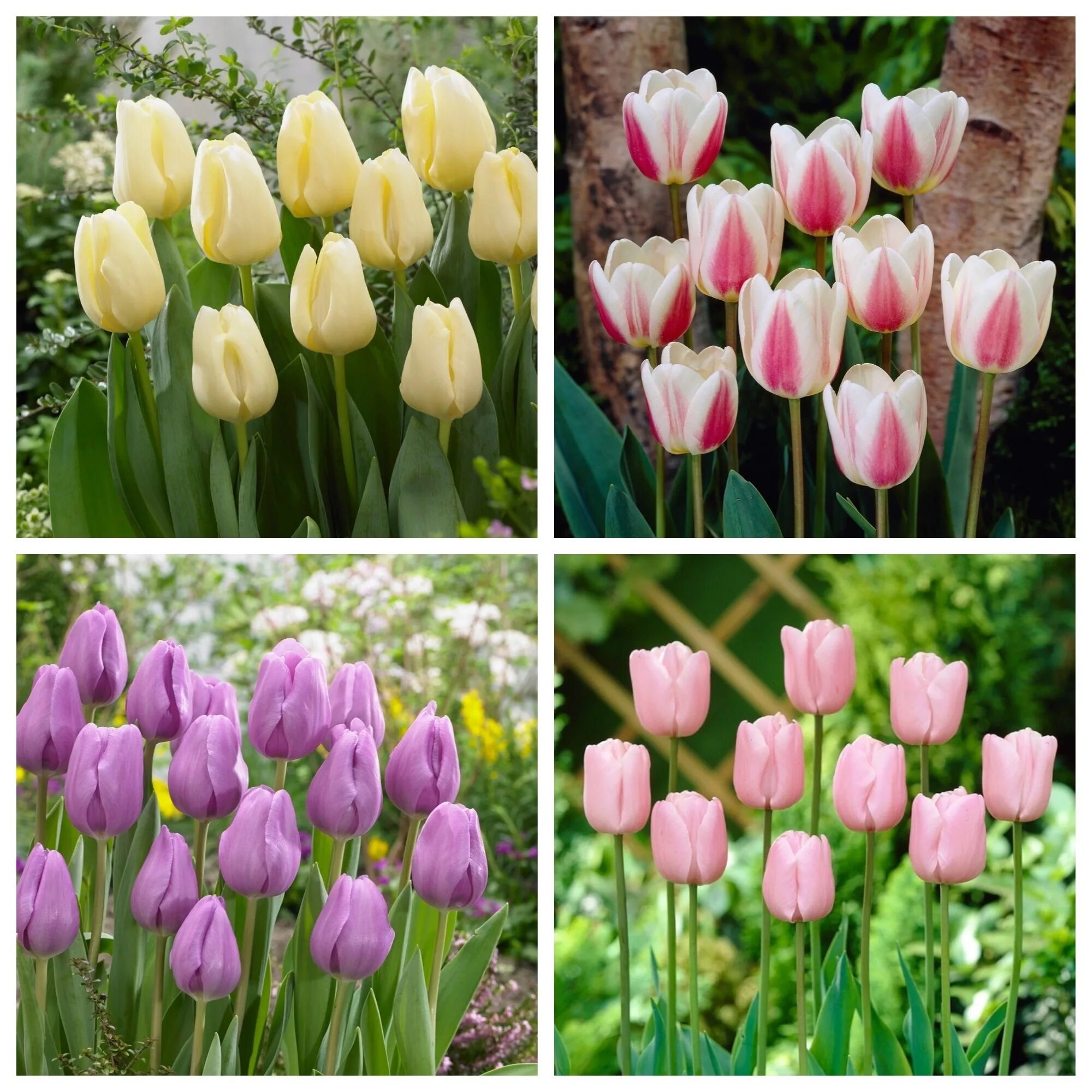 Тюльпан purple prince (1шт. Сорта тюльпанов триумф. Тюльпан махровый бахромчатый брест. Какой сорт тюльпана. Тюльпан бахромчатый аркада.