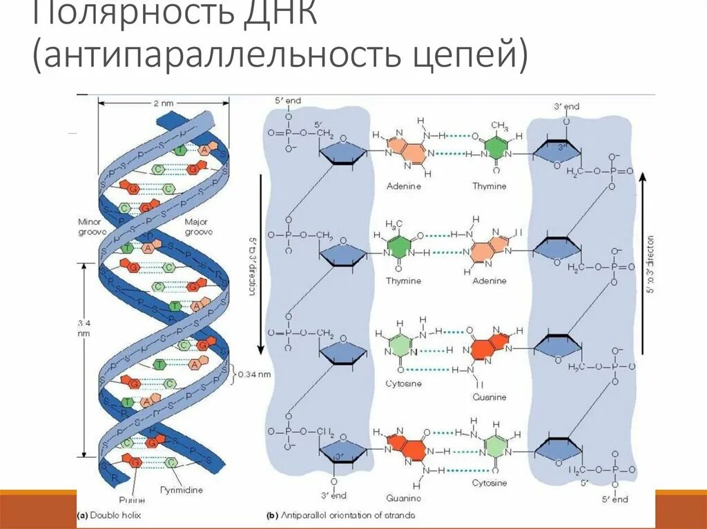 Цепи молекул днк. Строение днк антипараллельность. полярность вторичной структуры днк. антипараллельность и полярность днк. антипараллельность молекулы днк это.