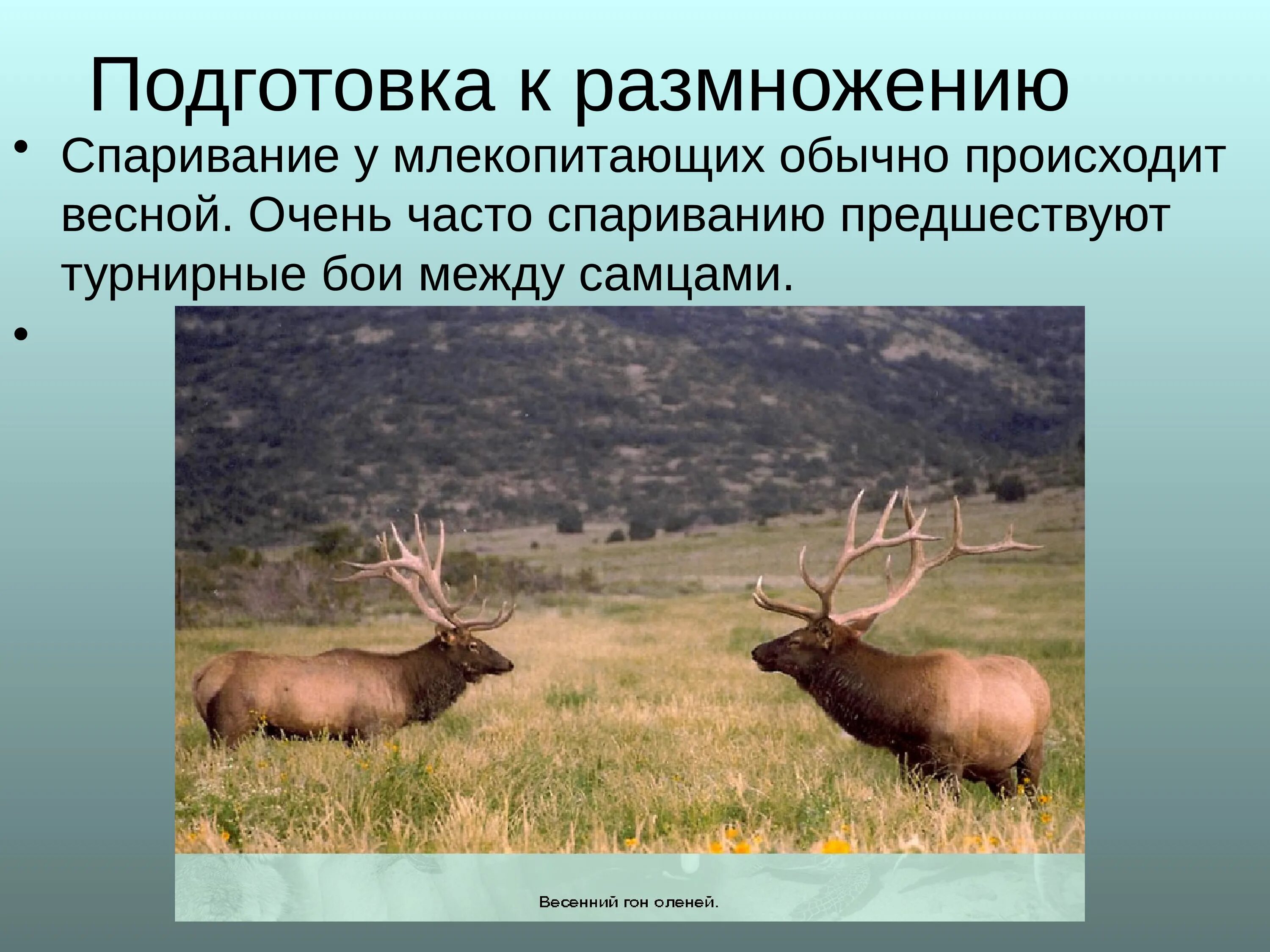 Подготовка к размножению у млекопитающих. Сезонные явления в жизни млекопитающих. Сезонные изменения млекопитающих. Млекопитающие презентация.