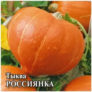Тыква россиянка