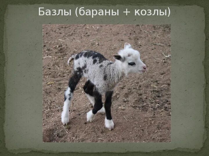 Почему гибриды различных. Межвидовые гибриды животных. примеры гибридных животных. межвидовая гибридизация. гибридизация животных.