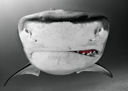 Scary shark
