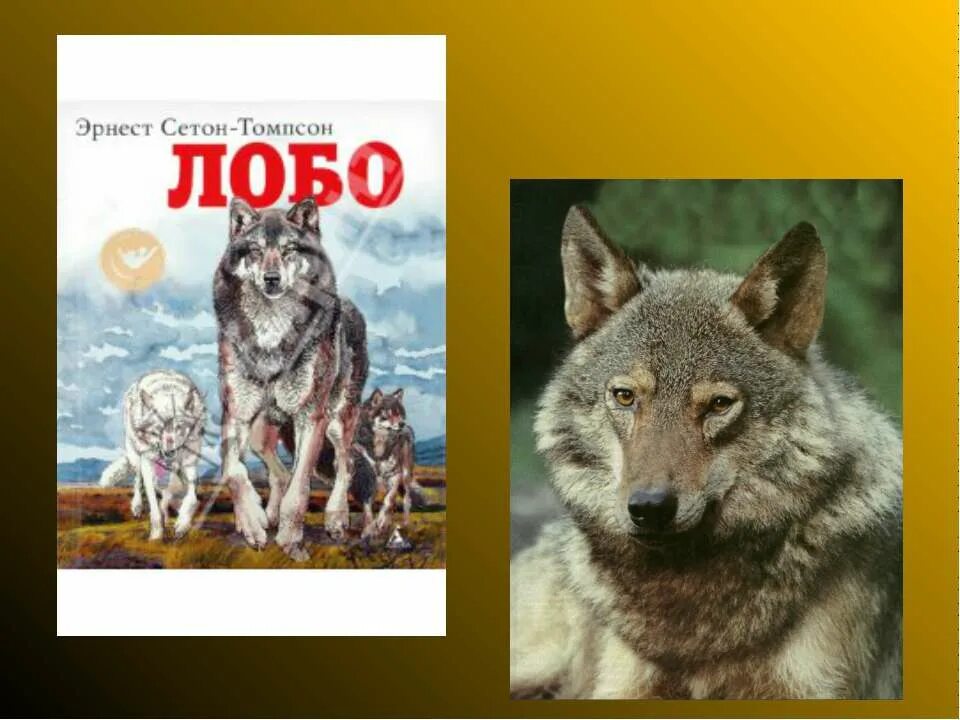 Лобо книга про волка. Лобо рисунок эрнест сетон-томпсон. Лобо эрнест сетон-томпсон книга. Лобо эрнест сетон-томпсон иллюстрации. Сетон-томпсон э.