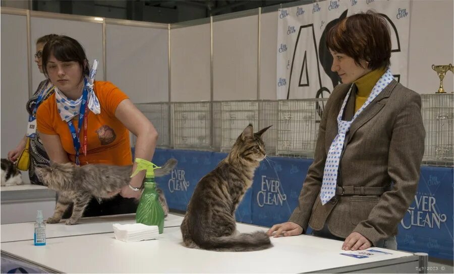 Выставка кошек. Выставка кошек участники. Выставка кошек в Москве. Выставка кошек в Санкт-Петербурге.