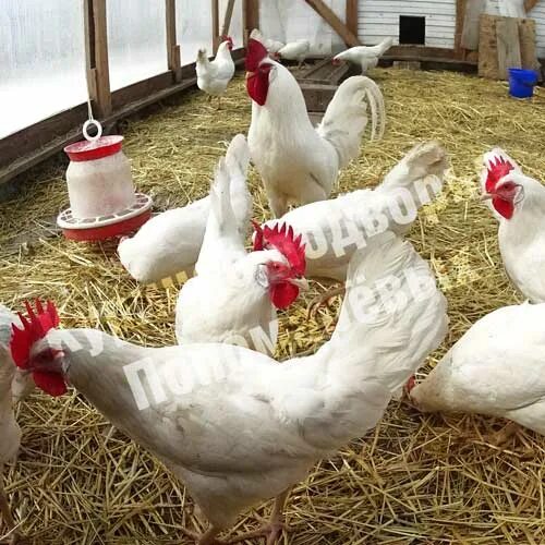 виандот золотоокаймленный. петух легбар. куры волгоград. павловская порода кур цыплята. куры виандот серебро.