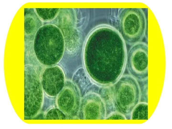 Водоросль спирогира в микроскопе. Хлорелла фукус. Көк жасыл. Дальневосточный морской заповедник ламинария. Көк жасыл.