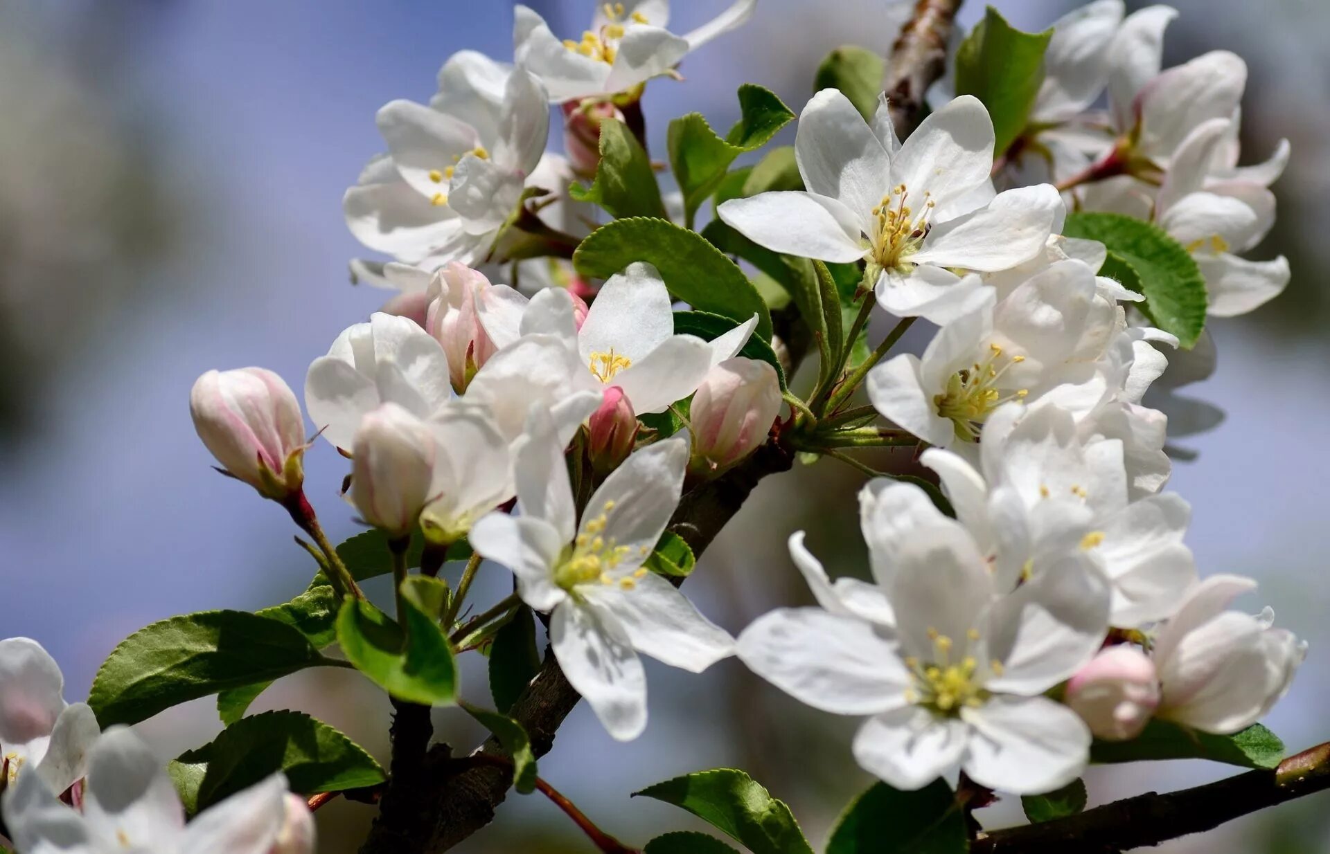 Яблони в цвету весны. Яблоня Сибирская цветение. Яблоневый цвет Malus. Цветущая ветка яблони.