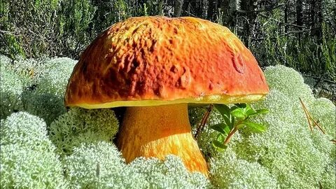 Грибы вернулись