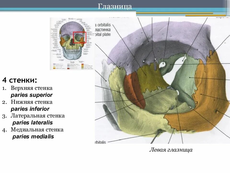 Левой глазницы. Латеральная стенка глазницы анатомия. Медиальная стенка глазницы анатомия. Строение глазницы черепа. Череп глазница медиальная стенка.