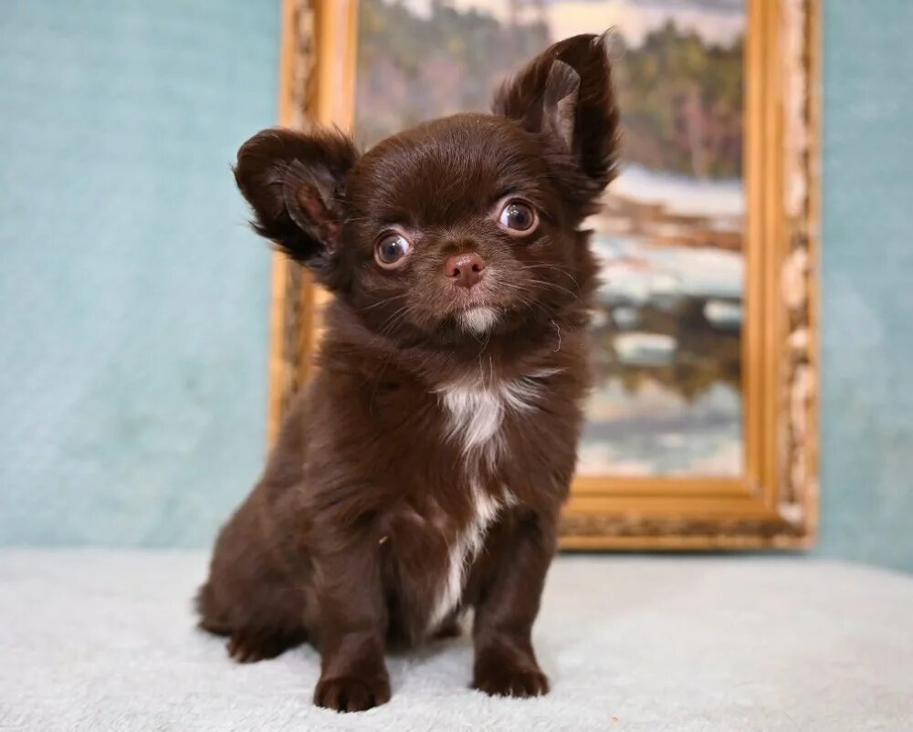 чихуахуа палевый гладкошерстный. чихуахуа три месяца. чихуахуа 3 кг. чихуахуа в 2. чихуахуа три месяца.