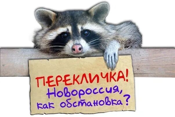 Есть живые в группе. Перекличка смешные картинки. юго восток еноты. утренняя перекличка. перекличка в группе картинки прикольные.