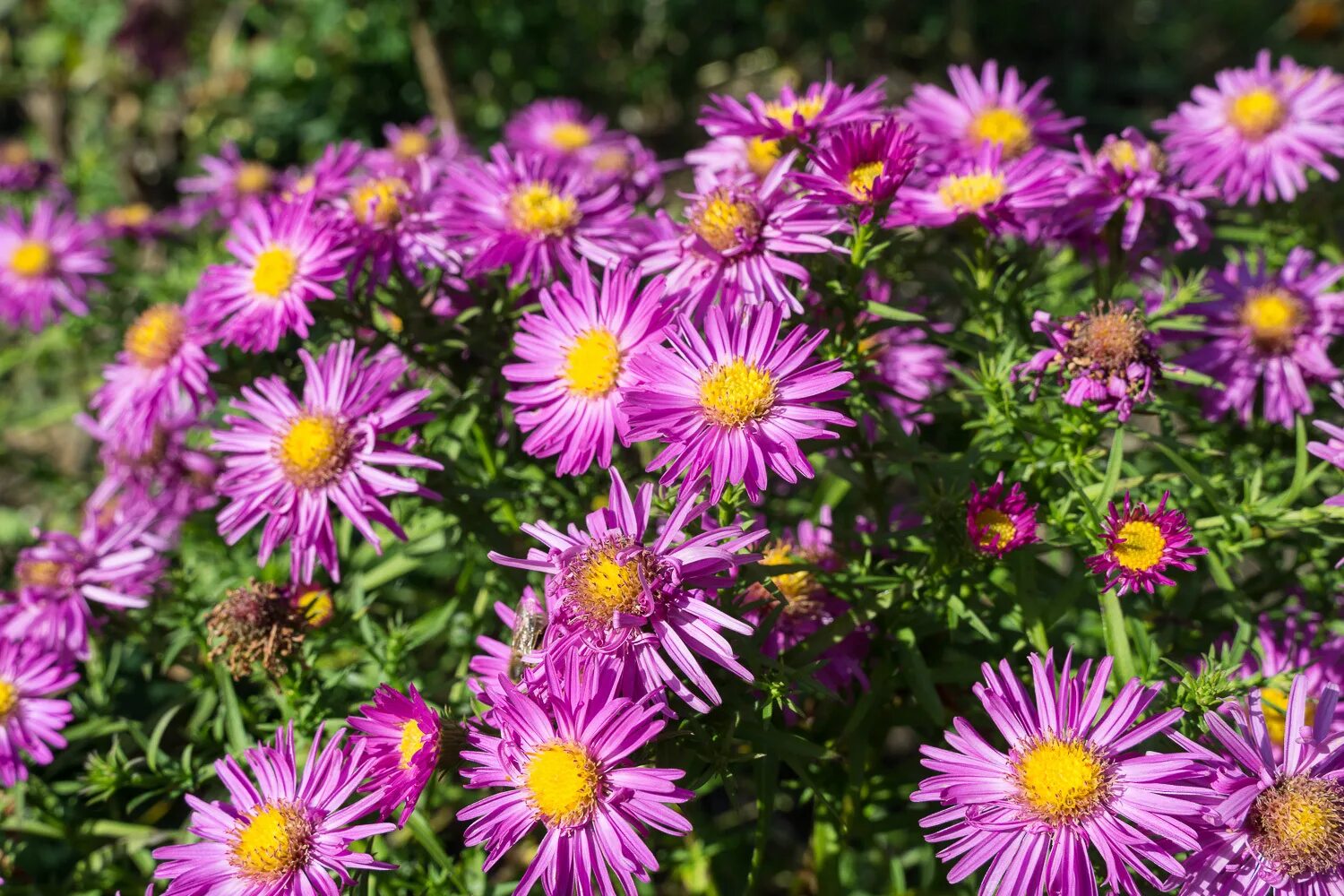 Рудбекия хирта. Хризантемы бархатцы астра космея. Георгина оранж турмоил. Рудбекия глориоза. Хризантема крупнолистная.