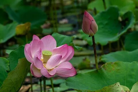 Фотограф: Sheng-lu Wu: www.pexels.comru-ruphoto17245210 