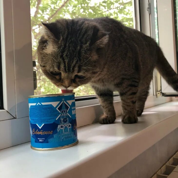 Кот в сгущенке. Кот в сгущенке. Можно ли кошкам сгущенку. Сгущенка с котиком. Кот в сгущенке.