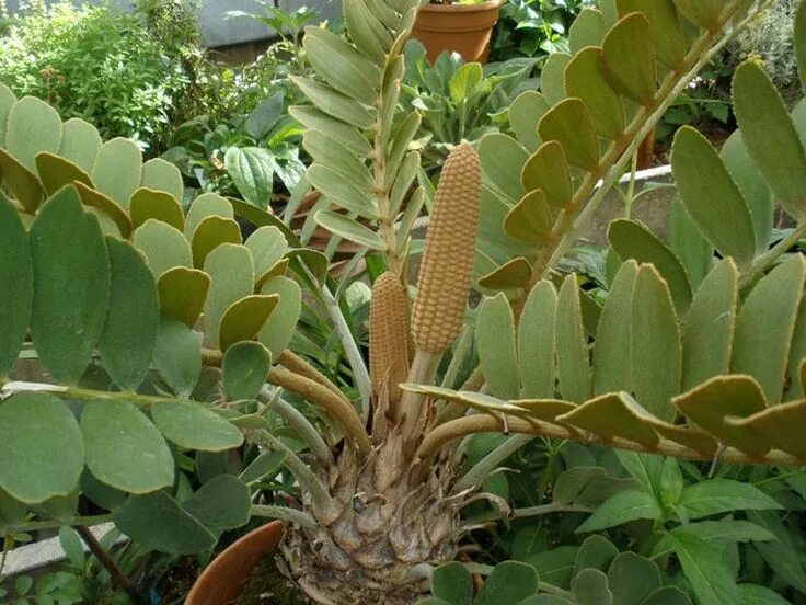 10 Dioon Edule Var. Palma Sola Seeds Etsy