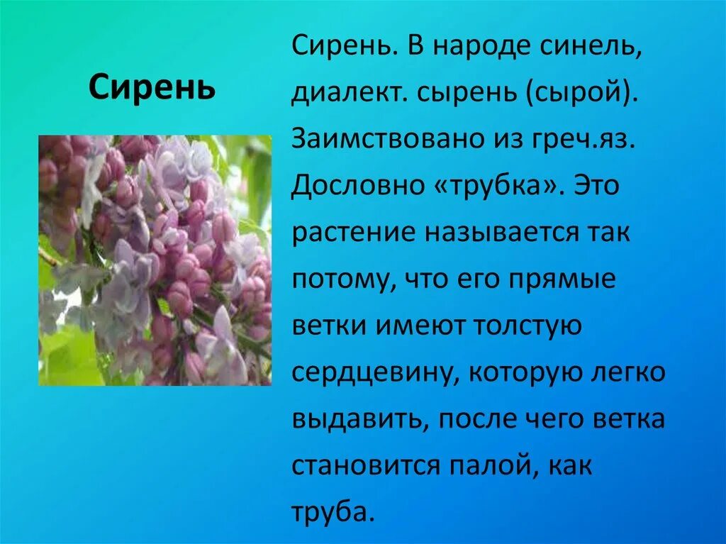 Произведение сирень. Сочинение про сирень. Сирень описание. Сирень синель.