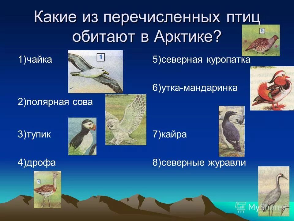протоавис и археоптерикс. птица по третьему классу. из перечисленных ниже птиц. из перечисленных ниже птиц. класс птицы представители.