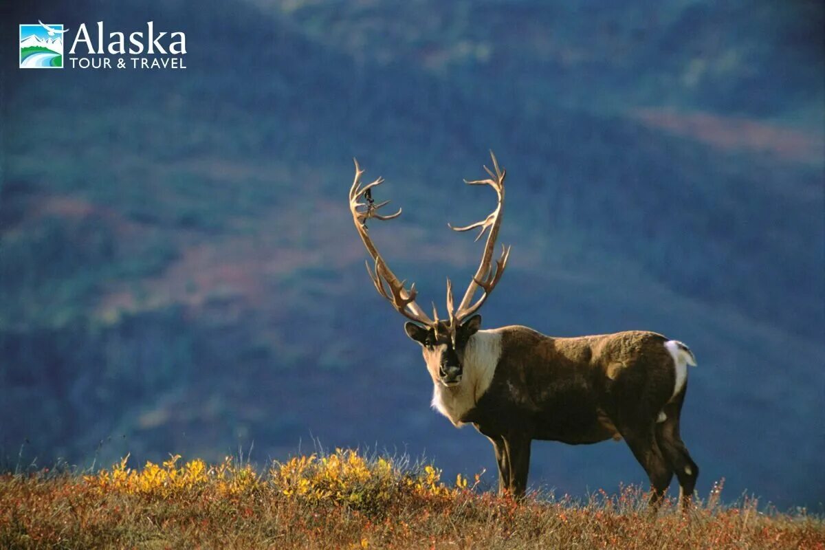 Северный олень карибу. Тундровый песец. Тундровый голубой песец. Остров врангеля овцебык. Олень карибу северной америки.