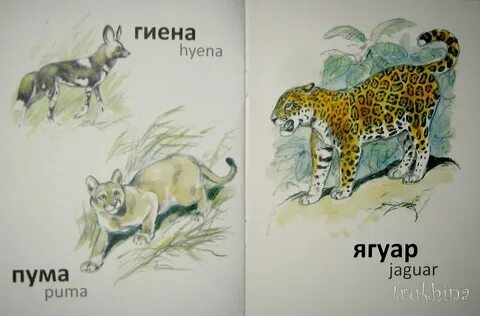 Как нарисовать комарова