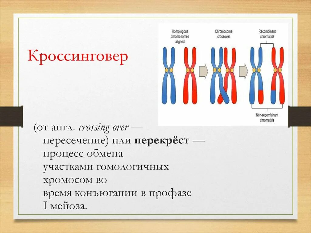 При мейозе расхождение гомологичных хромосом происходит в. Конъюгация хромосом биология 9 класс. Хиазмы кроссинговер. Процесс кроссинговера. Конъюгация и кроссинговер.