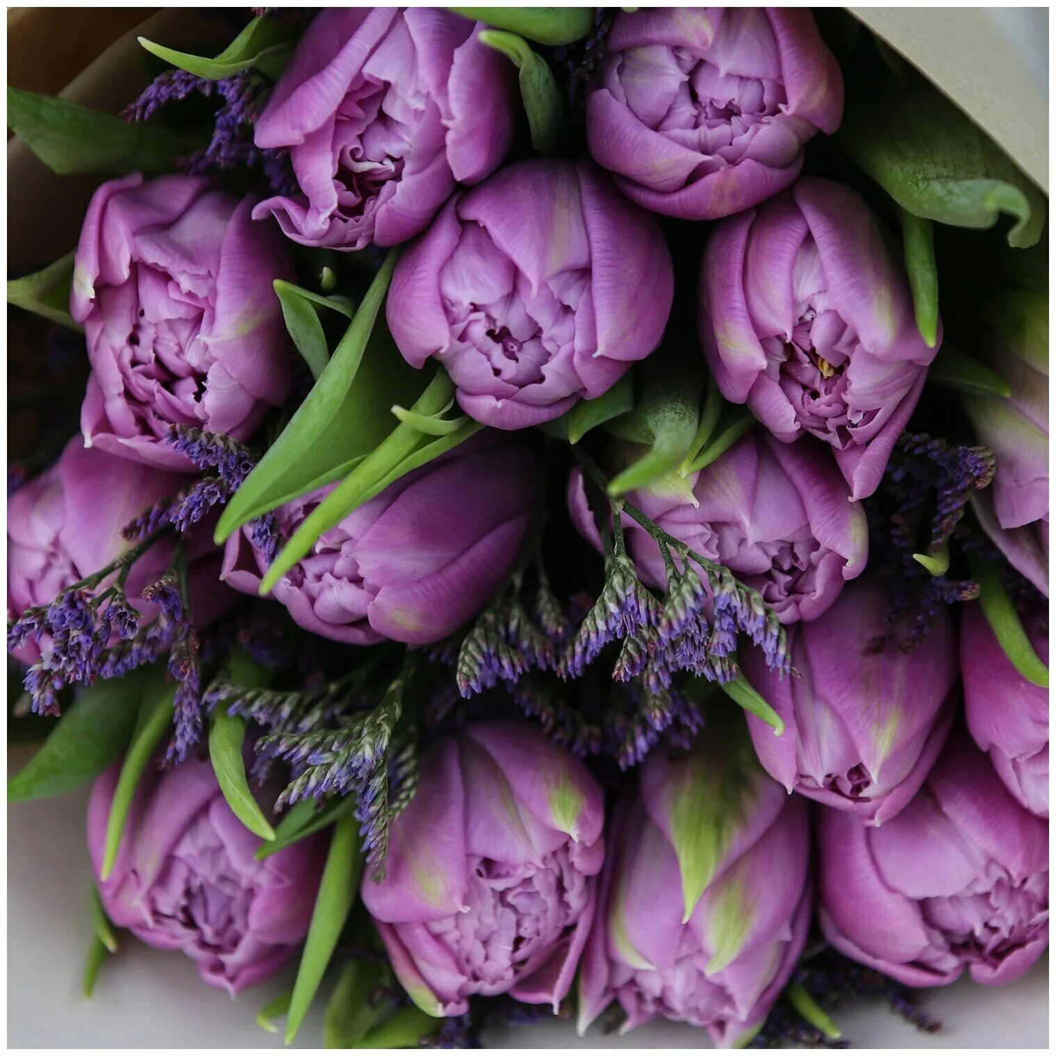 Что означают фиолетовые тюльпаны. Пионовидный тюльпан. Тюльпан пионовидный сиреневый. Тюльпан пионовидный фиолетовый. Пионовидные тюльпаны сиреневые.
