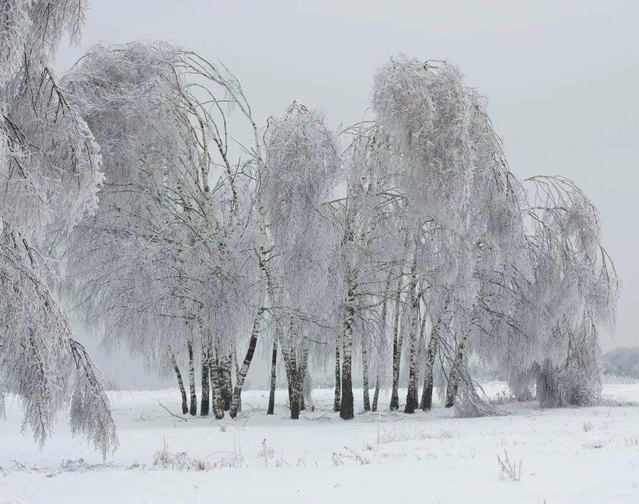 Фет береза. Фет белая береза. Печальная береза. Грустная береза. Стихотворения печальная береза