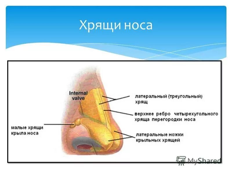 Перихондрит ушной раковины. Почему болит хрящик. Карта боли пирсинга уха. Заболевание ушной раковины перихондрит. Строение носа кости и хрящи.
