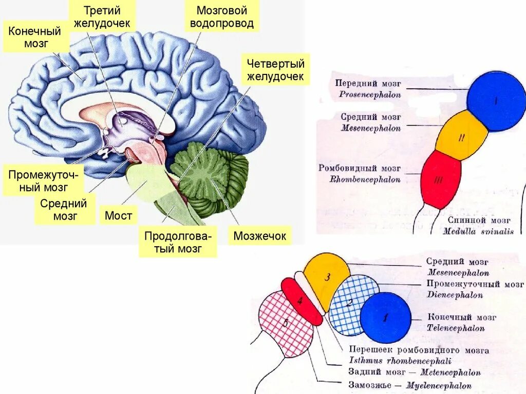 Желудочки среднего мозга